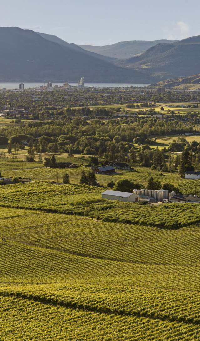 The View Winery Vineyards Aerial 1