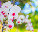 Nicholas Conservatory & Gardens - Orchids