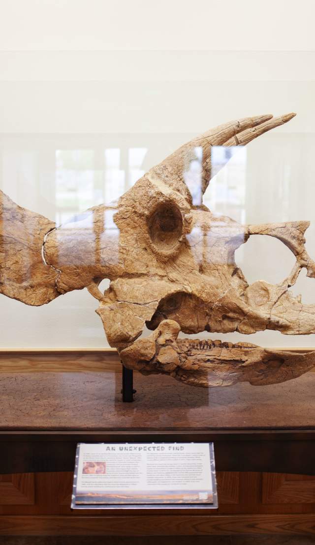 Pops the Triceratops Fossil