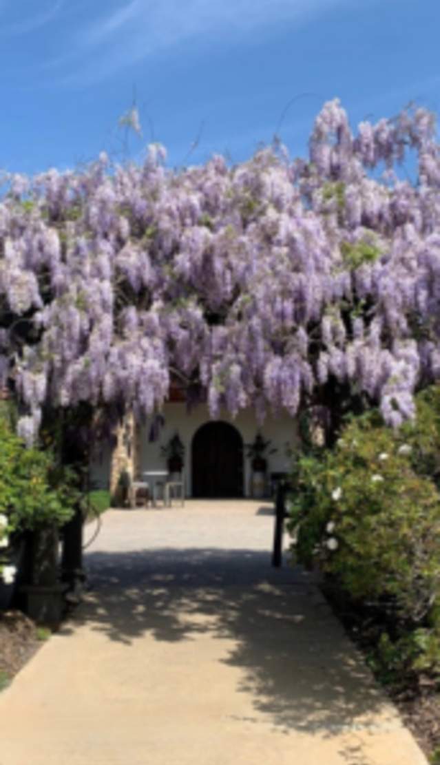 artificial wisteria flower 5 Pack Purple Artificial Silk Hanging Wisteria Flower Vines 44"