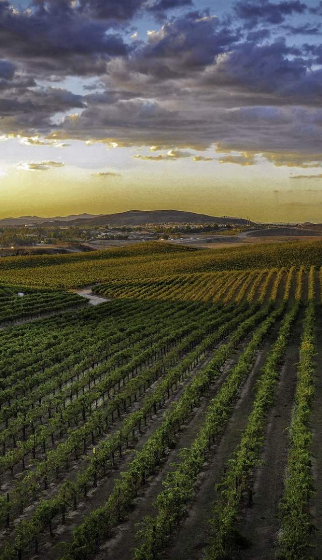 Aerial view of a vineyard at sunset