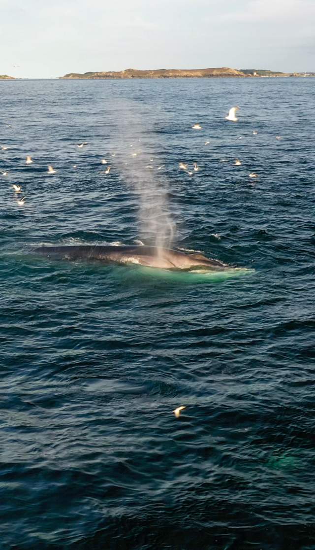 A bumper year for flippers and feathers