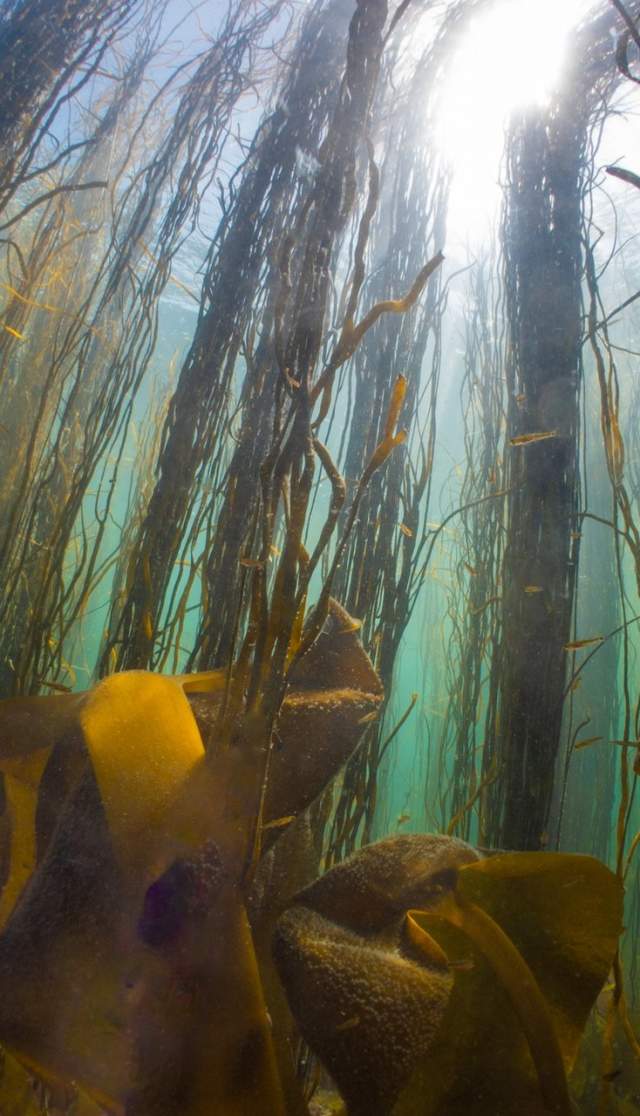 Beneath the Waves