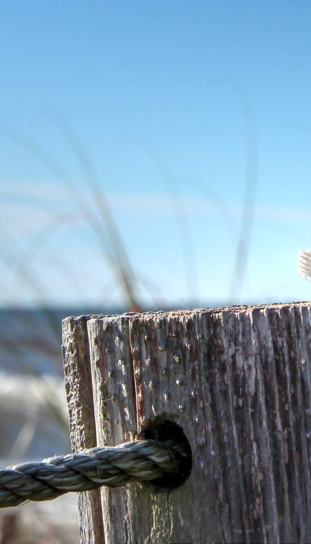 Shell on fence post by the ocean
