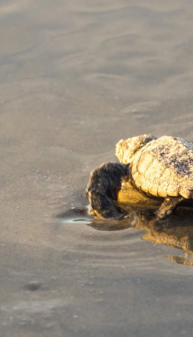 Loggerhead Sea Turtle Hatchling Making its way to the Ocean