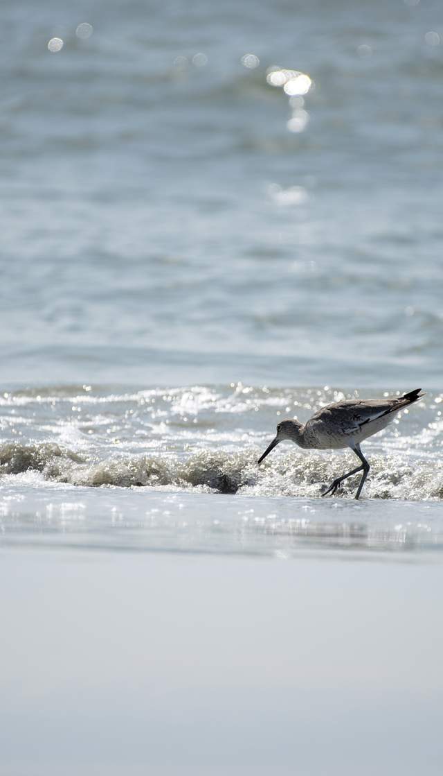 Willet in the surf