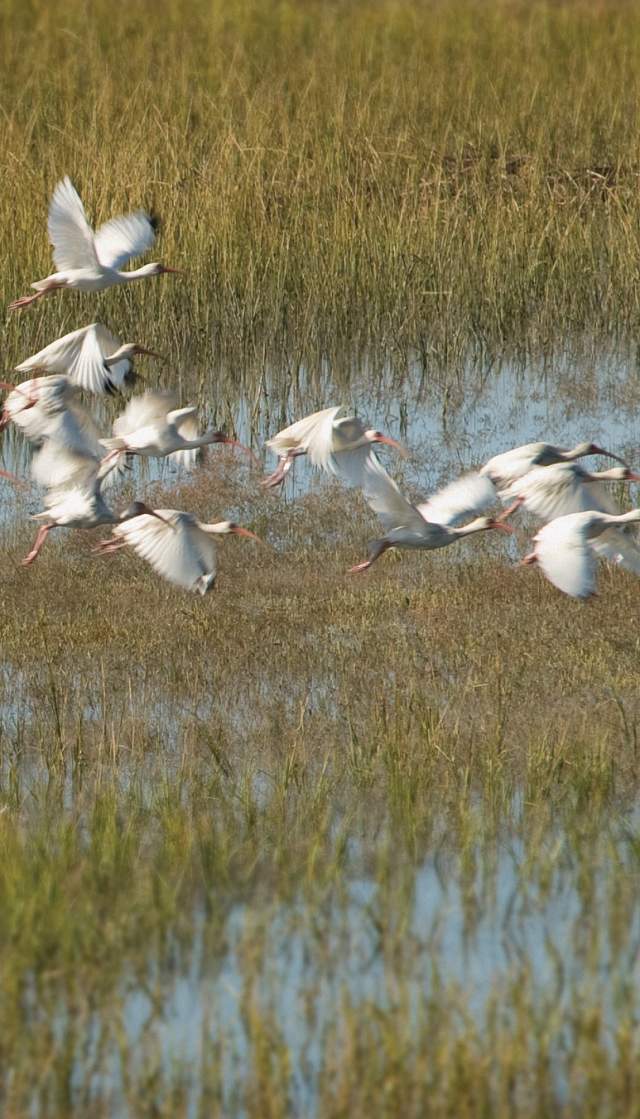 A flock of White Ibis in flight