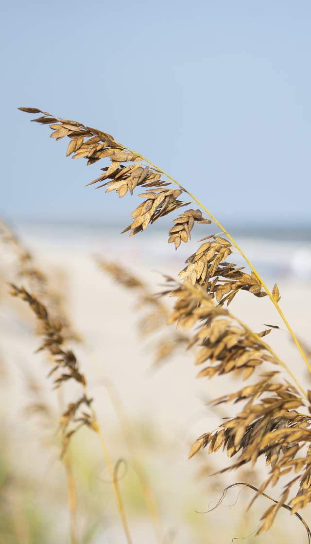 Beach and Sea Oats