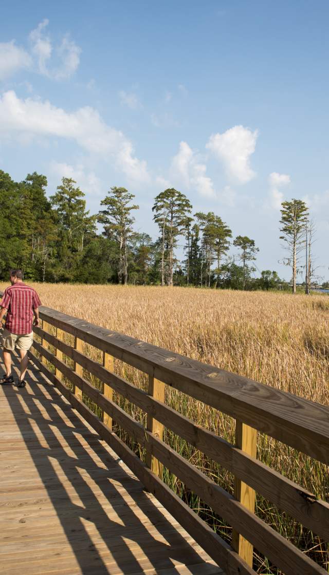 Nature trail and walkway overlooking the Brunswick River