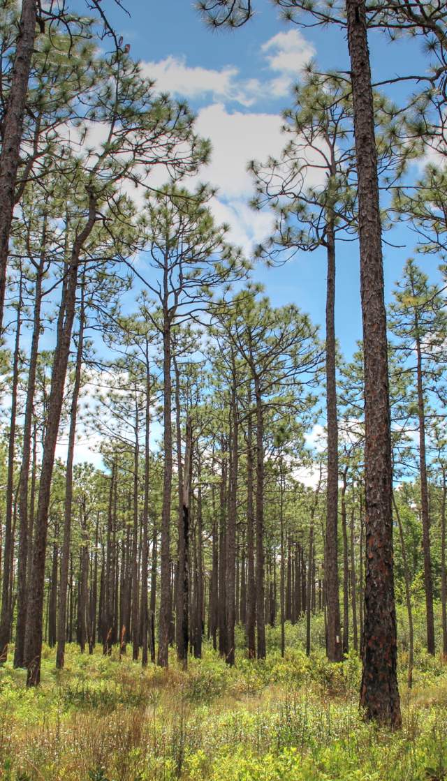 View of tall longleaf pine trees standing in an open savanna landscape at Green Swamp Preserve, with scattered clouds visible through the treetops.