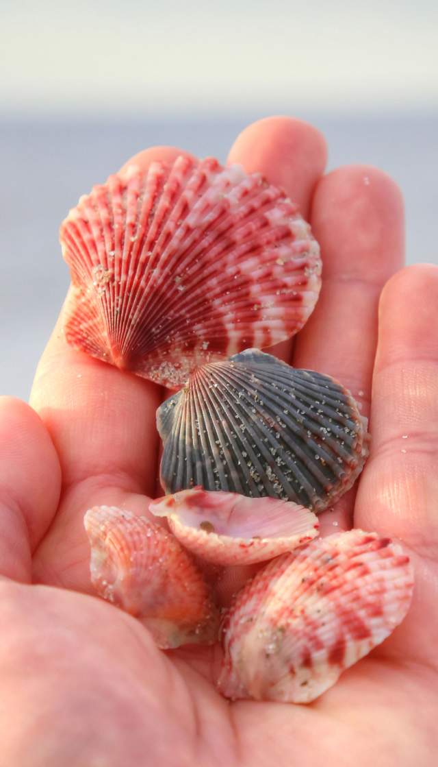 Scallop shells collected on the beaches of North Carolina's Brunswick Islands