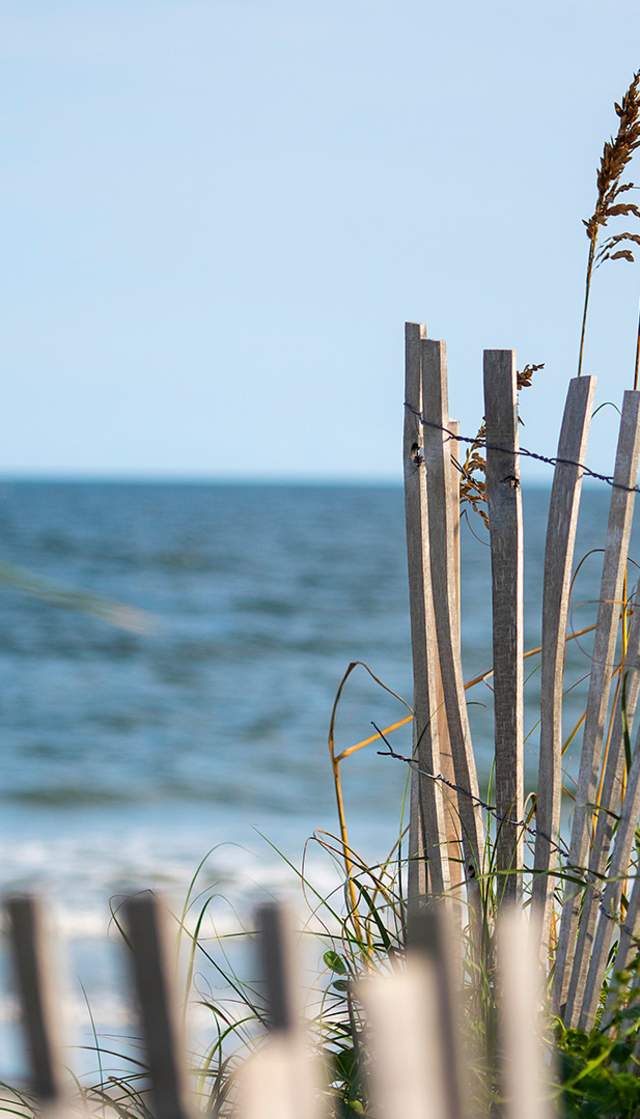 Sand fence with mature sea oats and a view of the ocean in the background