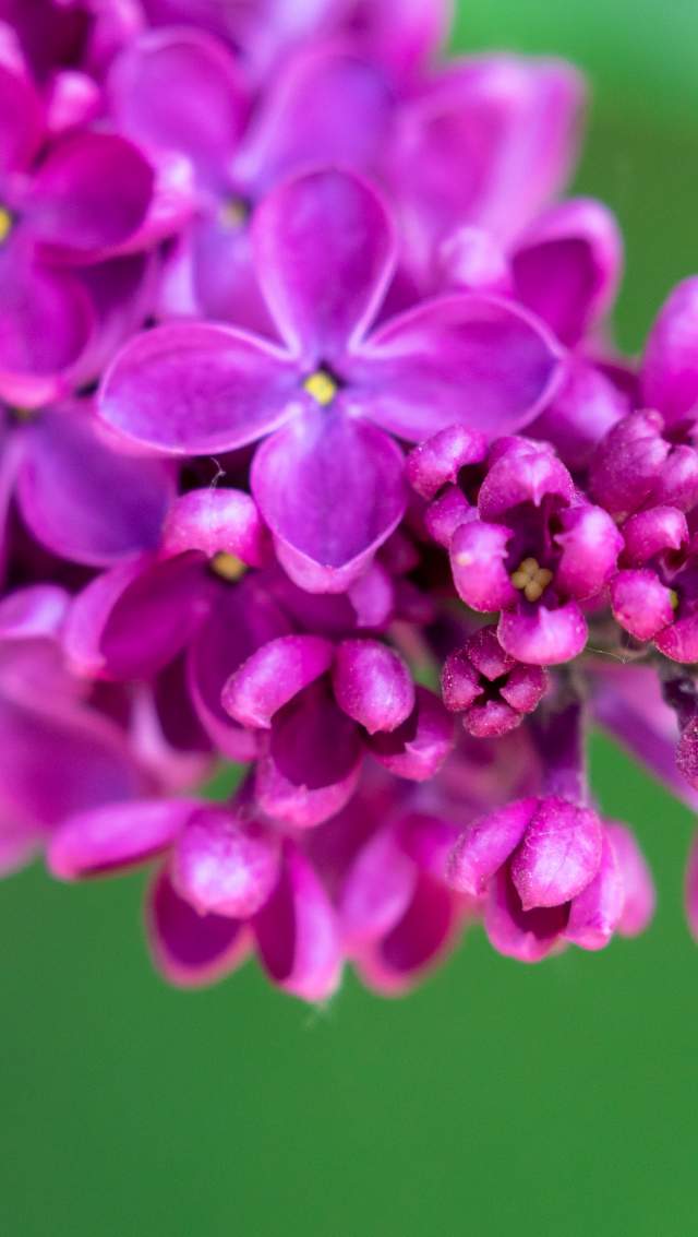 lilacs