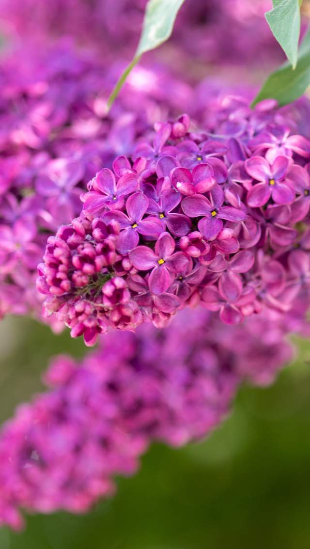 lilacs