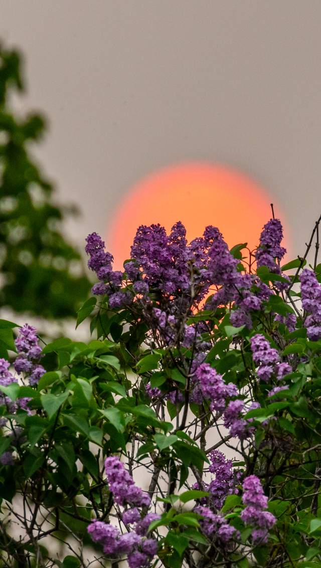 sunset & flowers
