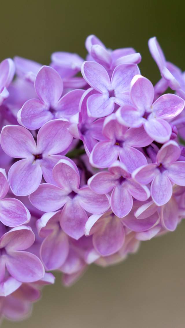 lilac