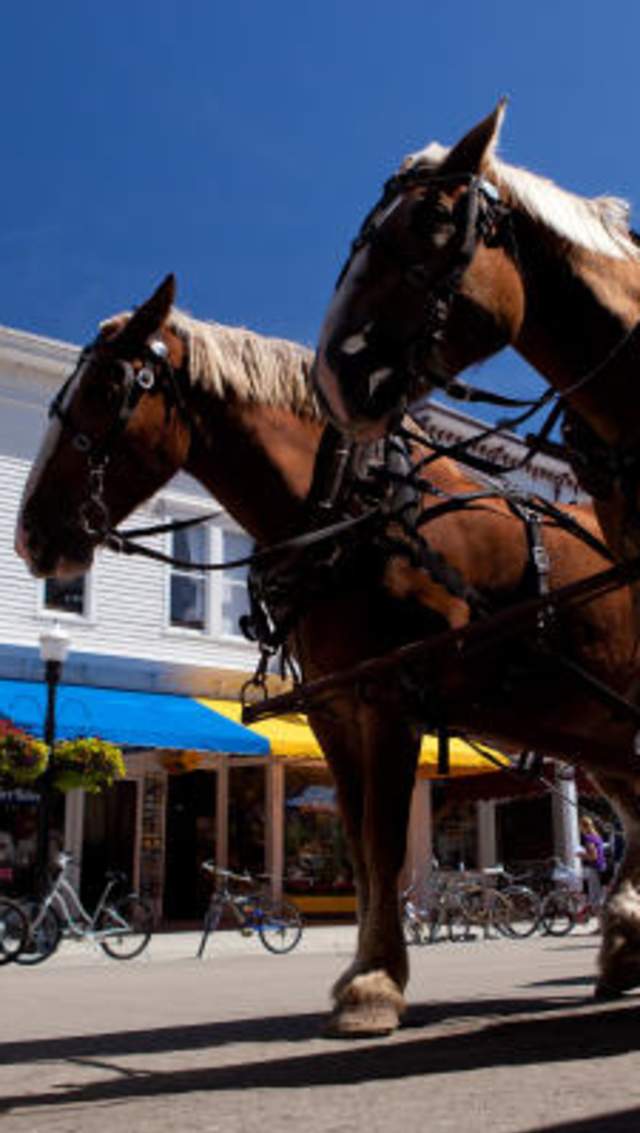 Hero Horse