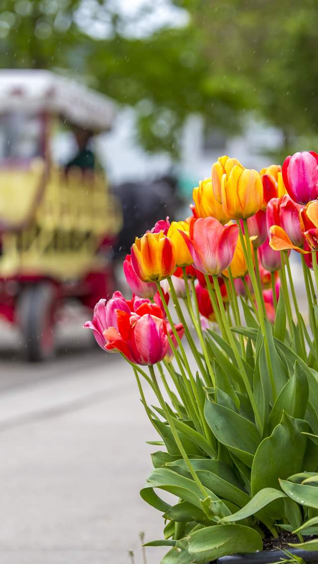 tulips