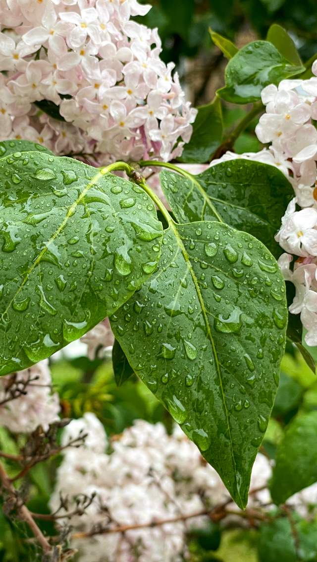 water droplets on lilac leaves