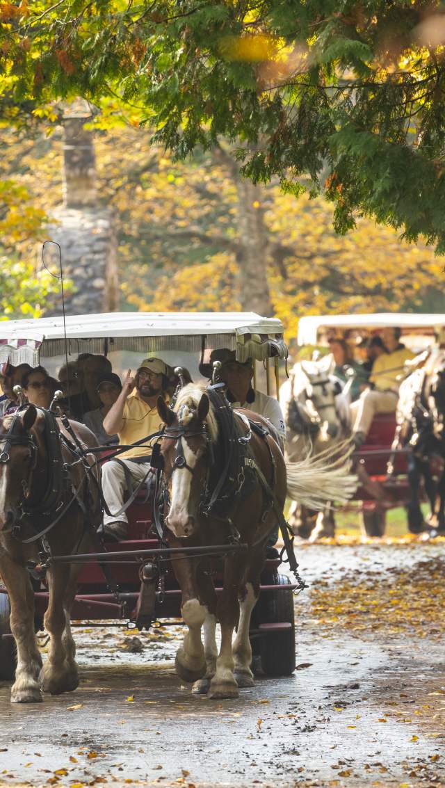 horse drawn transportation in fall