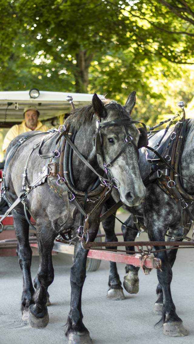 Horse drawn transportation