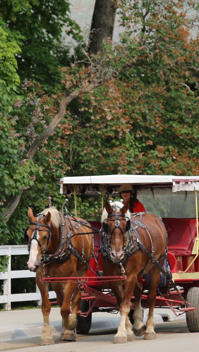Horse drawn Tours