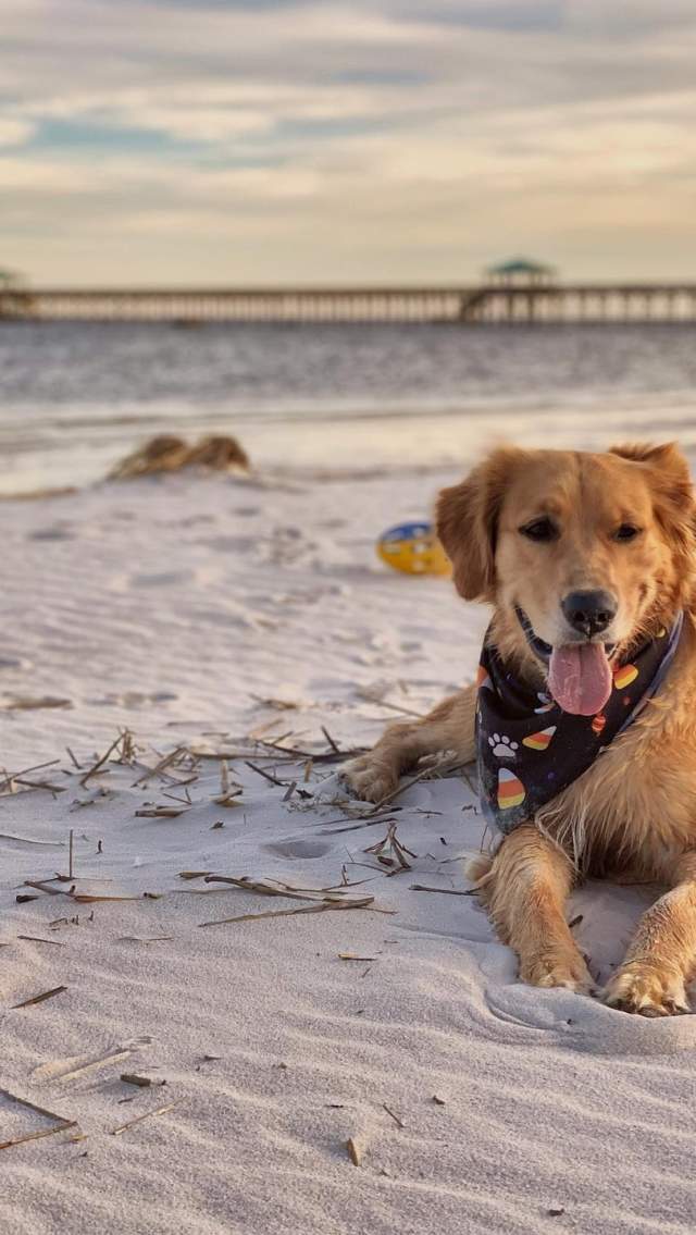 Dog At The Beach