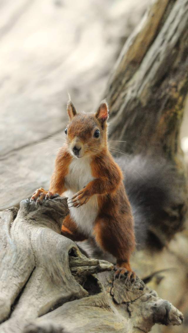 Red squirrel on a tree at Brownsea Island, Dorset