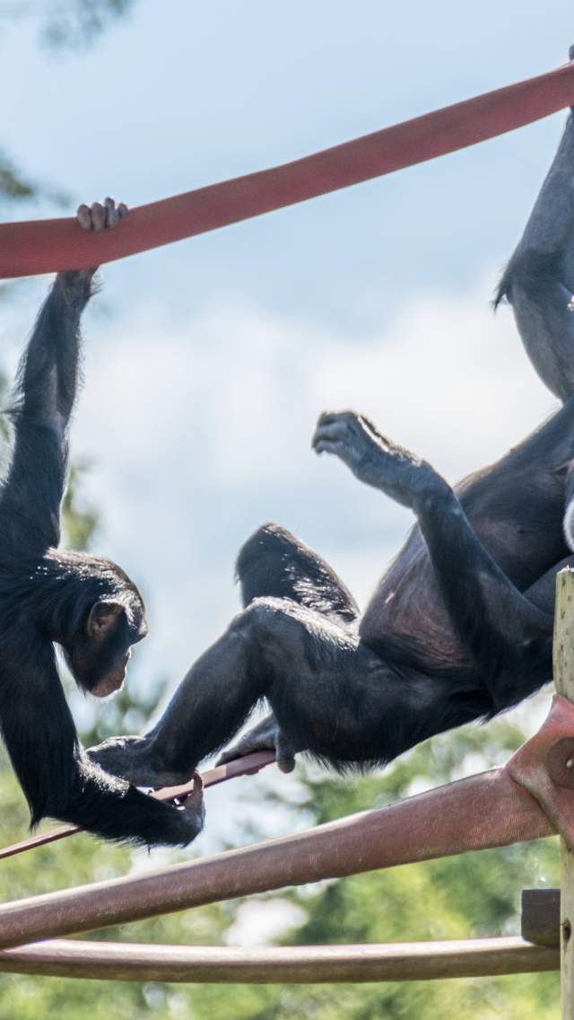 Chimpanzees Thelma and Simon play at Monkey World in 2020