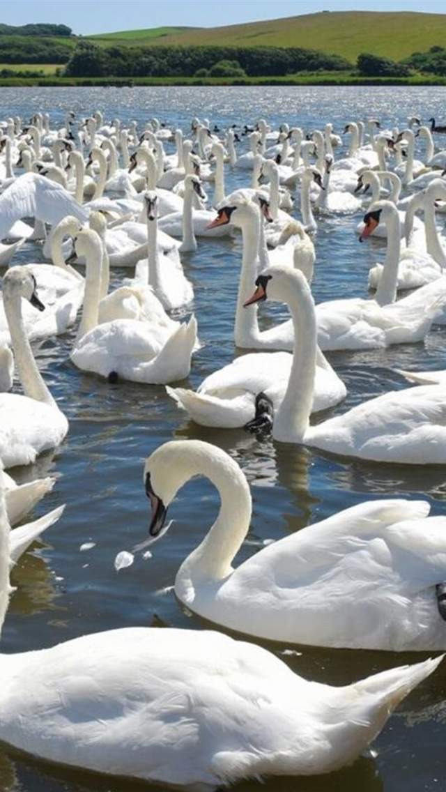 Nature and Wildlife - Visit Dorset