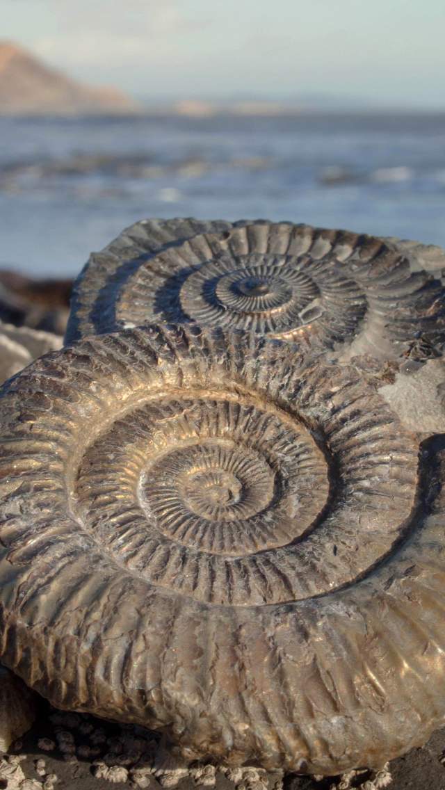 Fossil on the coast at Lyme Regis