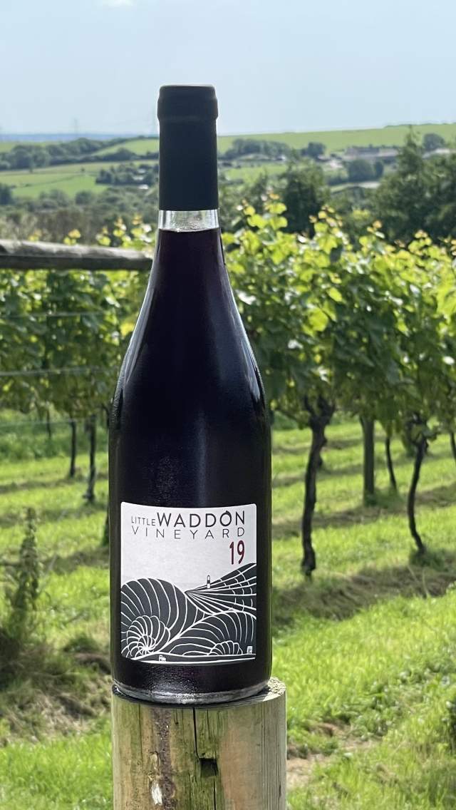Grapevines and 2019 vintage red wine at Little Waddon Vineyard in Dorset