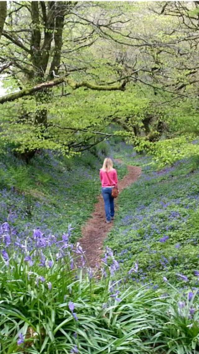 Woman walking through bluebell woods at Coney's Castle, Dorset