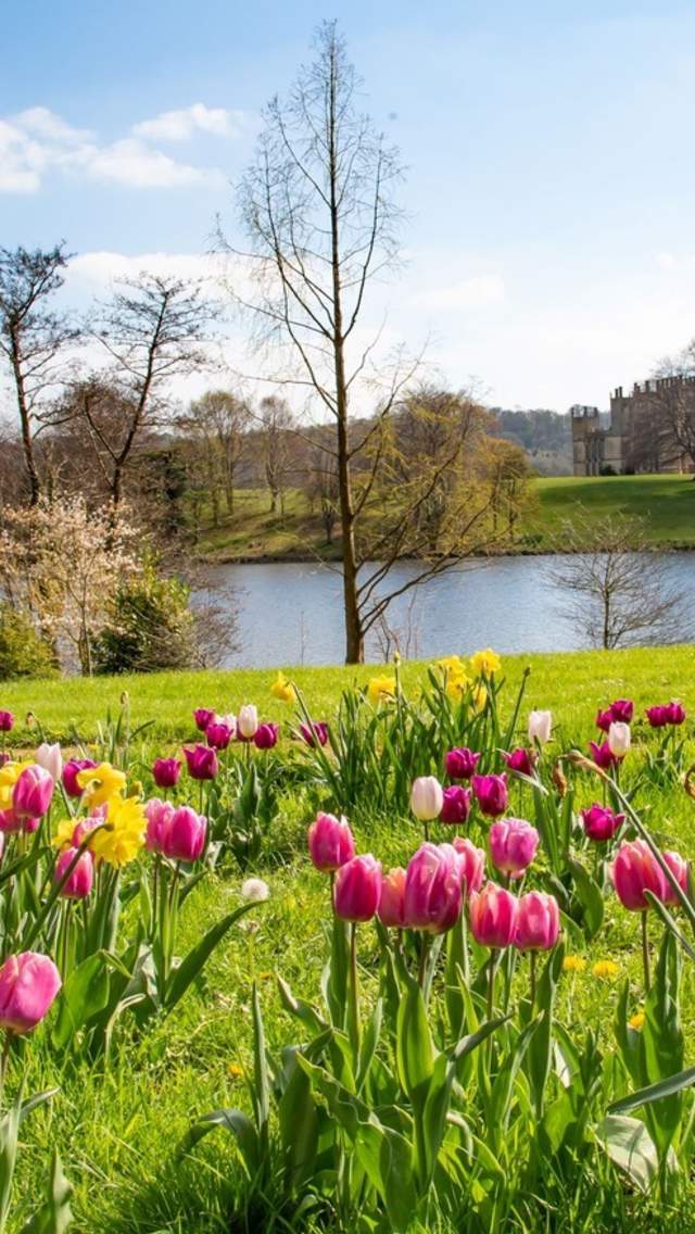 Tulips at Sherborne Castle & Gardens in Dorset