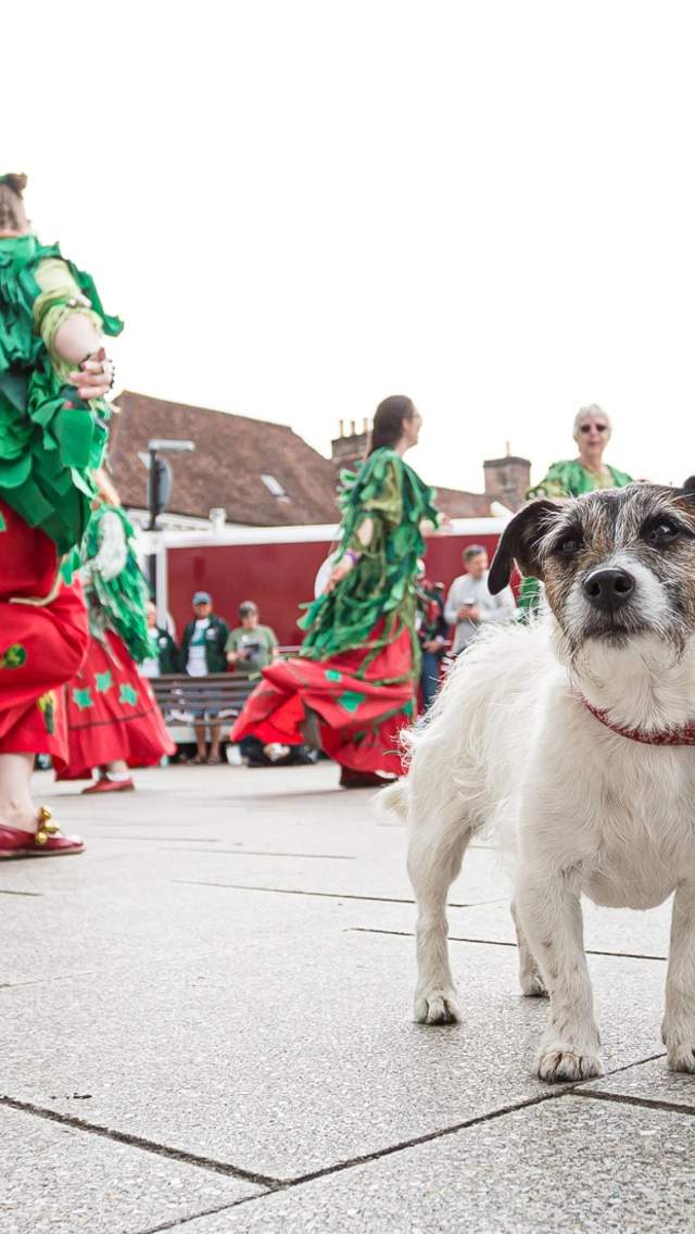 Dog enjoying the Wimborne Folk Festival