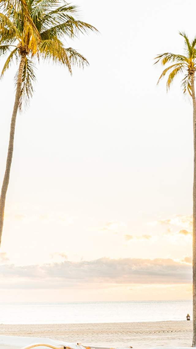 Palm trees on Fort Lauderdale Beach