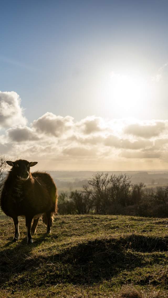 A sheep stands on a hill in the Lincolnshire Wolds facing the camera, with a sunset and scattered clouds in the background.