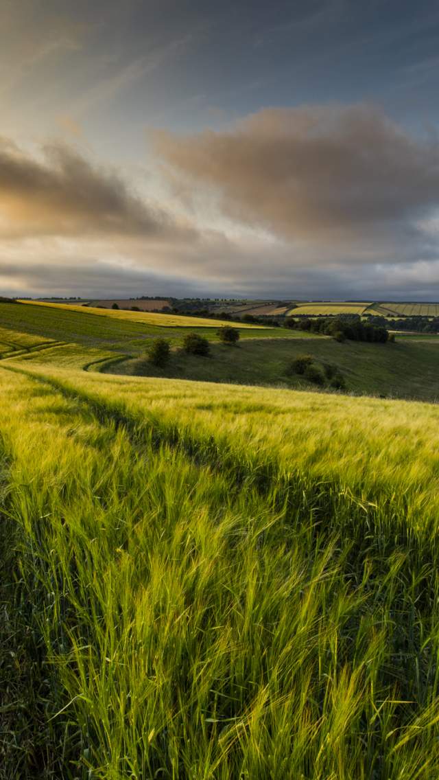 A landscape view of the rolling hills of the Lincolnshire Wolds at sunset, taken from the middle of a green field with trees on the horizon.
