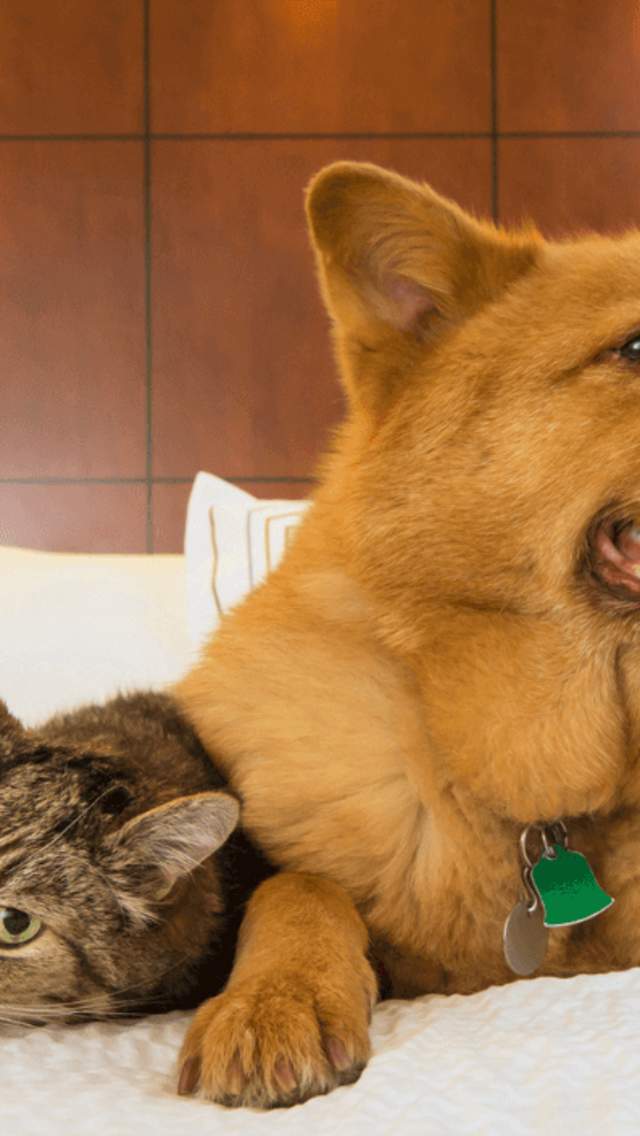 A fluffy golden dog and a brown tabby cat lay happily together on a big white hotel bed.