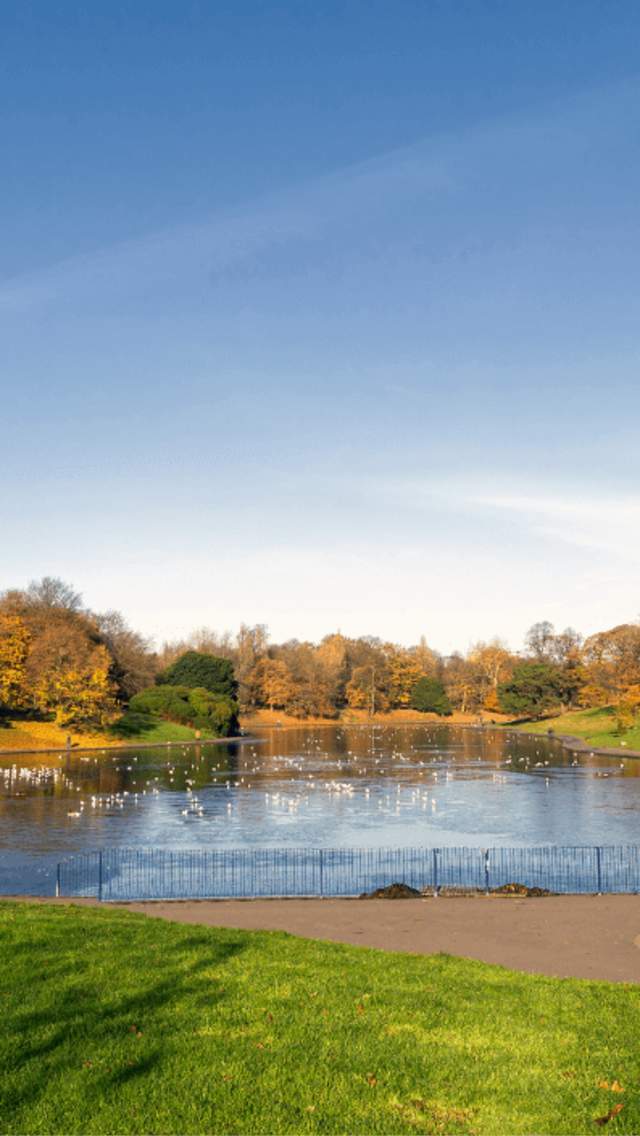 A large lake in a park surrounded by trees and lush green grass