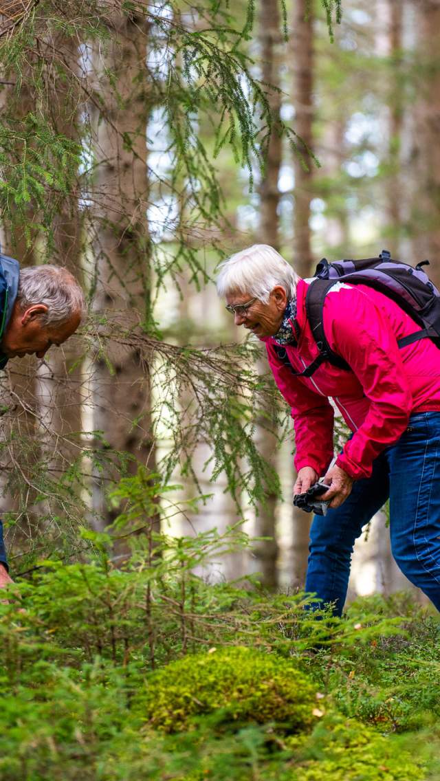 To plukkere på skogstur
