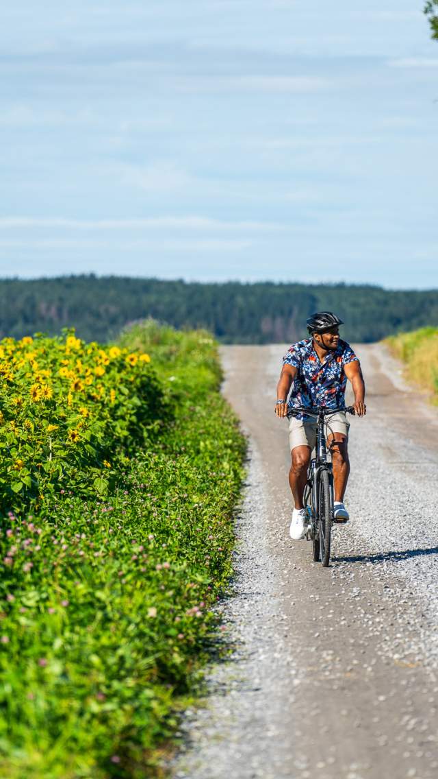 Sykling på grusvei mellom åkere av solsikker