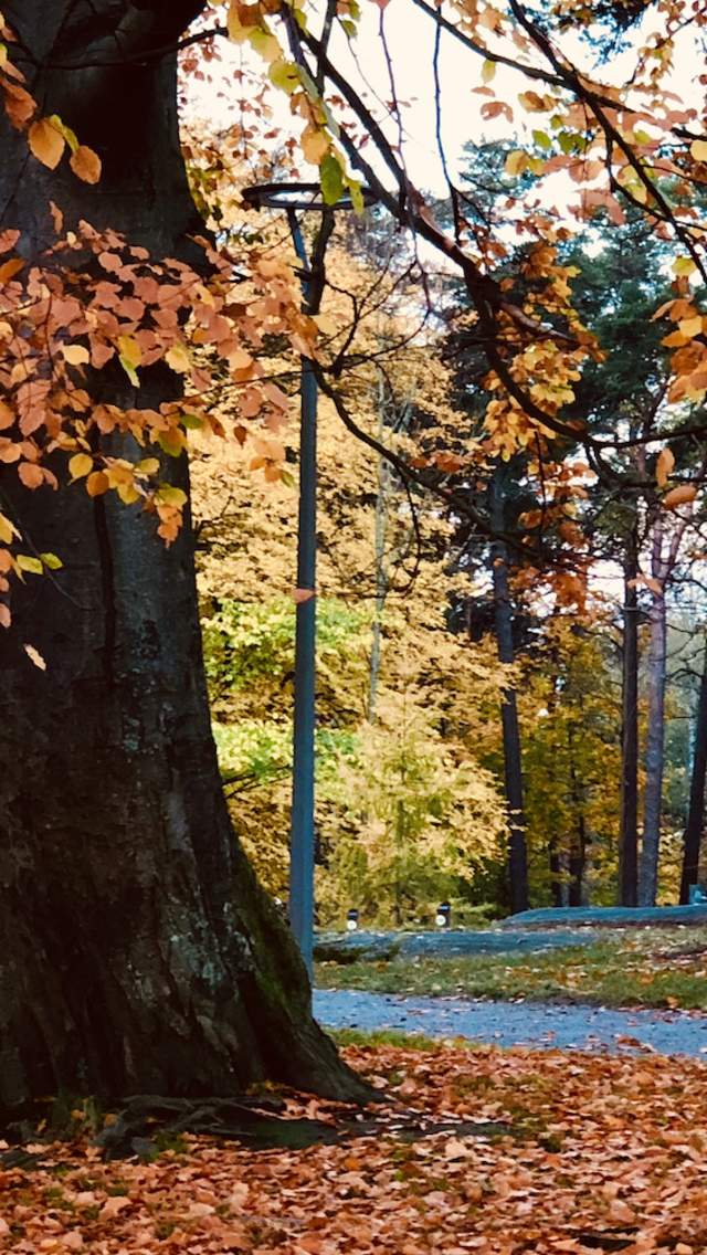 Bilde av Kulåsparken, Sarpsborg. Et tre med oransjeblader og 2 krakker plassert under.