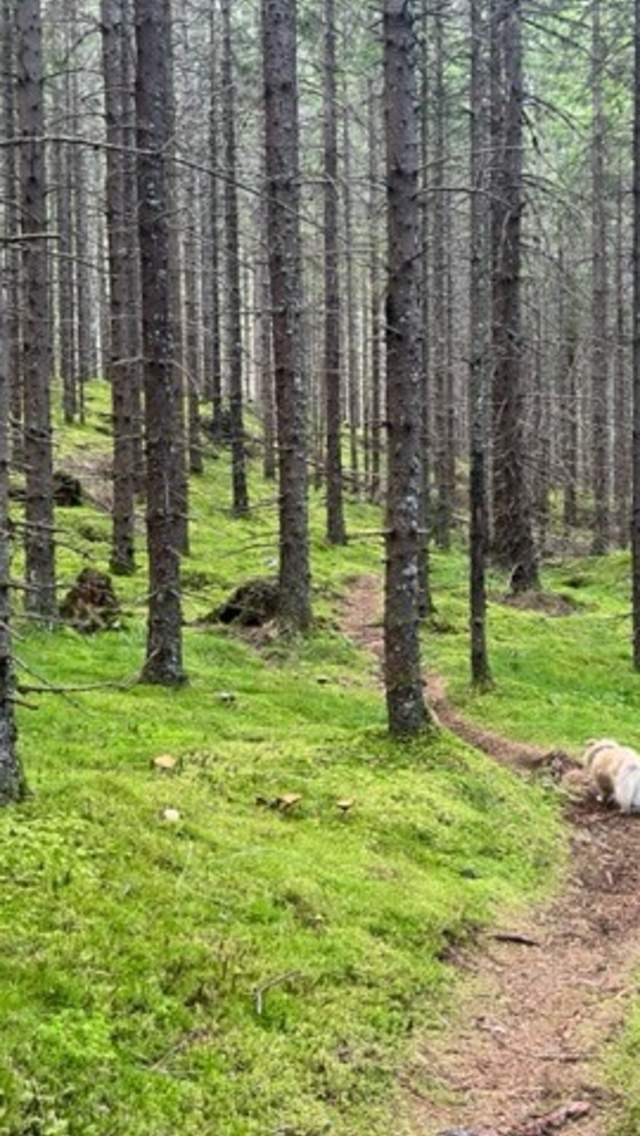 En sti mellom mange høye trær med mosebunn