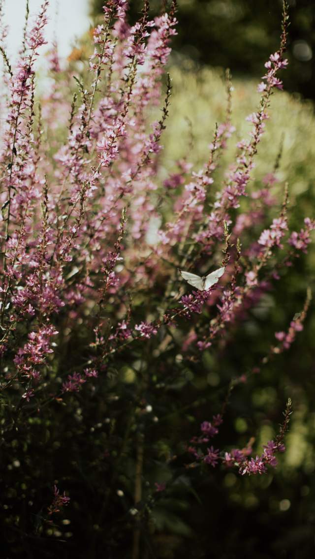 En sommerfulg som sitter på en staude med rosa bloster. Foto.
