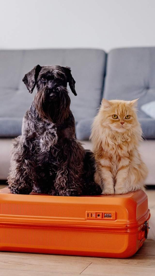 Sort hund og lysebrun katt sitter på en oransje koffert i en stue