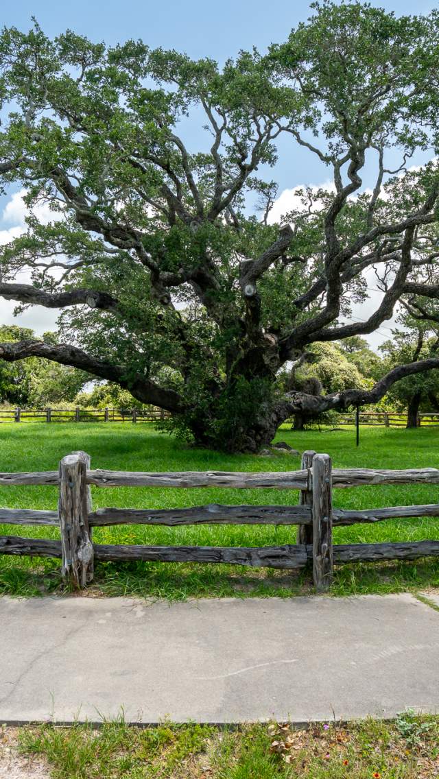 The Big Tree at Goose Island State Park