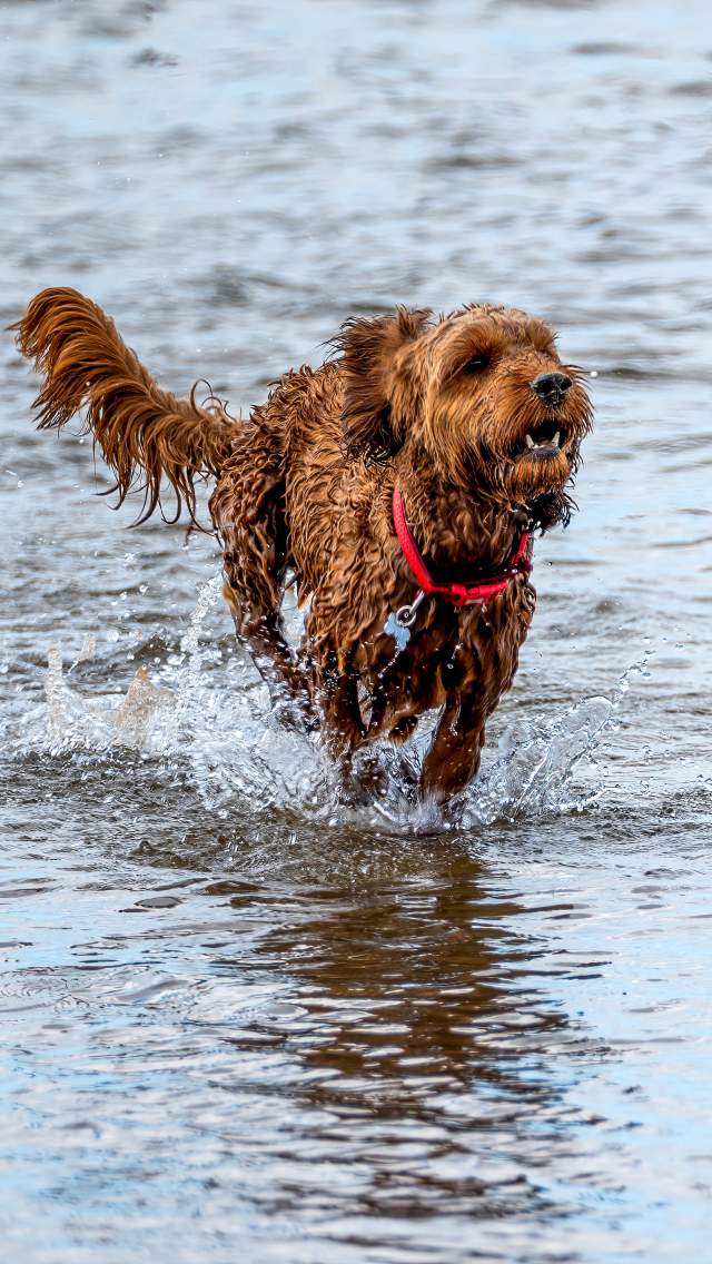 Dog in water