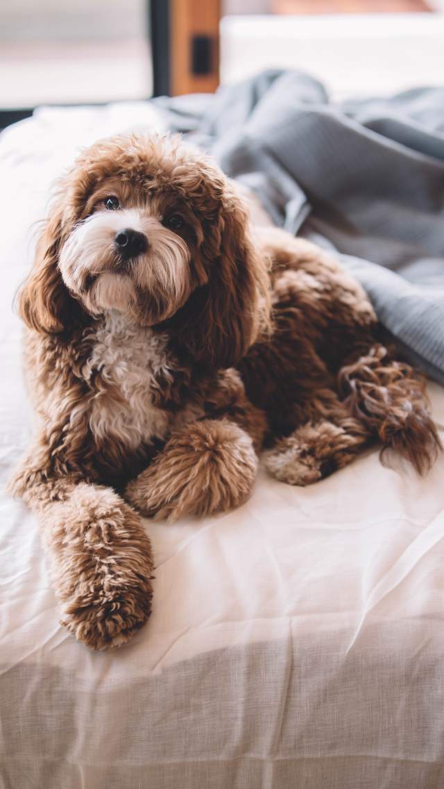 Dog on a bed