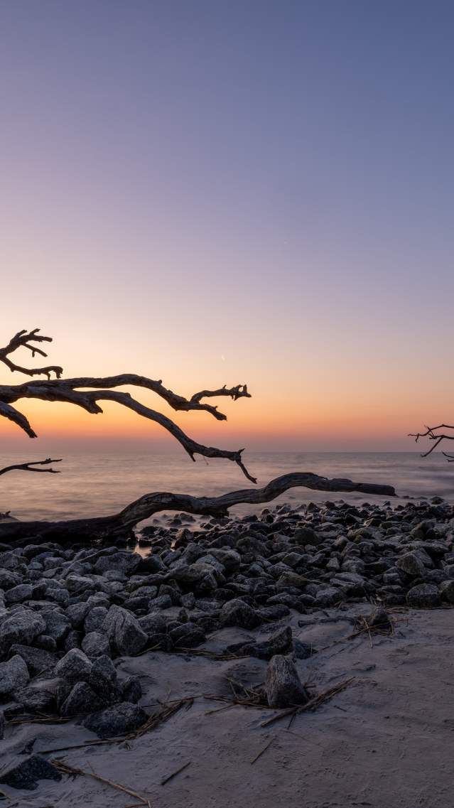 Driftwood Beach on Jekyll Island, Georgia